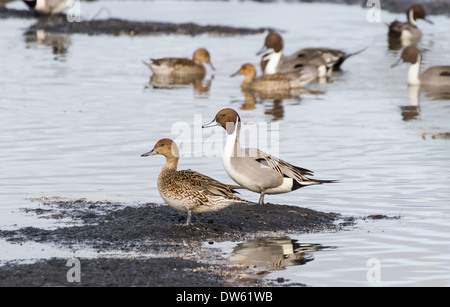 Nördlichen Pintail hautnah Stockfoto