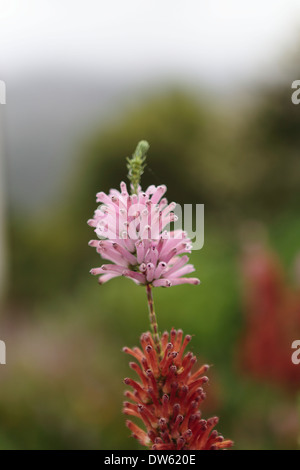 Erica Verticillata in voller Blüte, ein Erica-Arten, die in freier Wildbahn ausgestorben ist Stockfoto