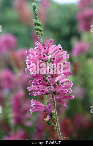 Erica Verticillata in voller Blüte, ein Erica-Arten, die in freier Wildbahn ausgestorben ist Stockfoto