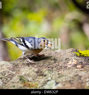 Eine gemeinsame Buchfinken (Fringilla Coelebs) in Laurel Wald von Los Tiles / Los Tilos auf der Kanareninsel La Palma. Stockfoto
