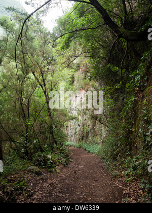 Der Wanderweg zum Aussichtspunkt "Mirador del Espigon Atravesado" in der Laurel Wald Los Tiles / Los Tilos, La Palma Stockfoto