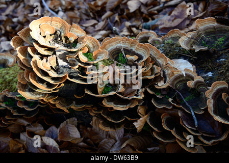 Fistulina Hepatica AKA Beefsteak Pilz Stockfoto