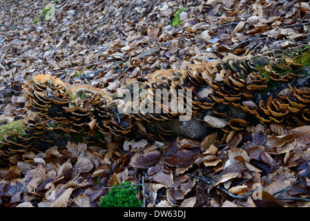 Fistulina Hepatica AKA Beefsteak Pilz Stockfoto