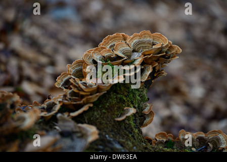 Fistulina Hepatica AKA Beefsteak Pilz Stockfoto