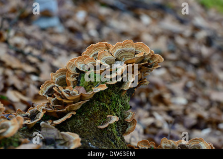 Fistulina Hepatica AKA Beefsteak Pilz Stockfoto