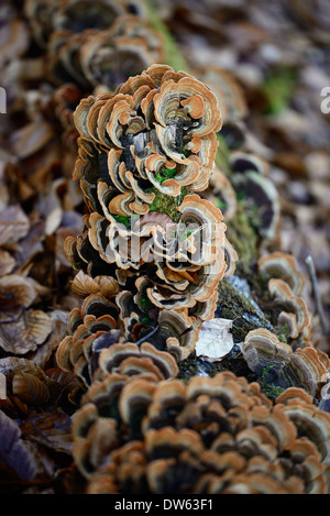 Fistulina Hepatica AKA Beefsteak Pilz Stockfoto