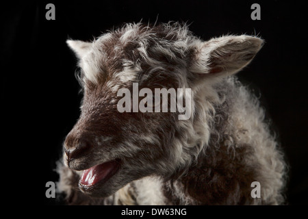 Baby Lamm Porträt, Chaffin Farmen, California Stockfoto