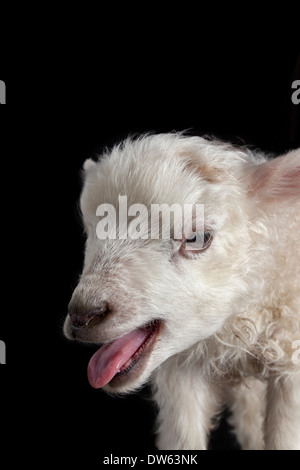 Baby Lamm Porträt, Chaffin Farmen, California Stockfoto