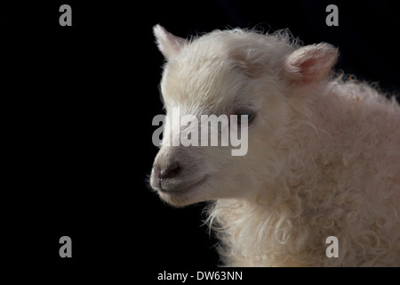 Baby Lamm Porträt, Chaffin Farmen, California Stockfoto