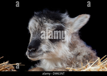 Baby Lamm Porträt, Chaffin Farmen, California Stockfoto