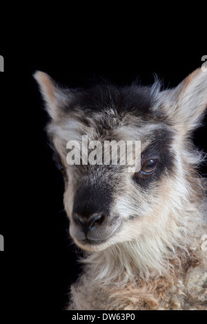 Baby Lamm Porträt, Chaffin Farmen, California Stockfoto
