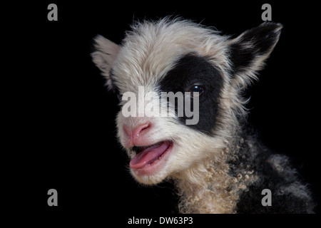 Baby Lamm Porträt, Chaffin Farmen, California Stockfoto