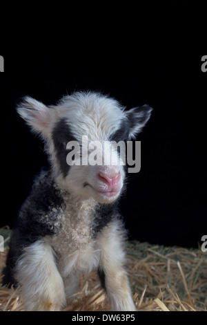 Baby Lamm Porträt, Chaffin Farmen, California Stockfoto