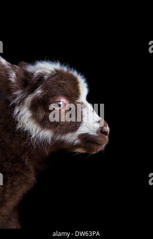 Baby Lamm Porträt, Chaffin Farmen, California Stockfoto