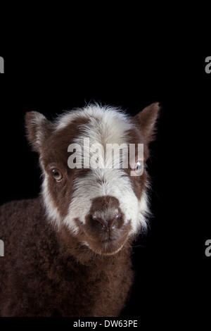 Baby Lamm Porträt, Chaffin Farmen, California Stockfoto