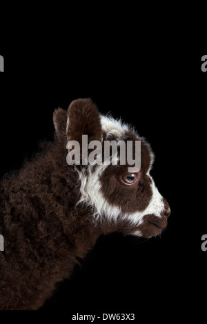 Baby Lamm Porträt, Chaffin Farmen, California Stockfoto