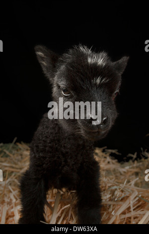 Baby Lamm Porträt, Chaffin Farmen, California Stockfoto
