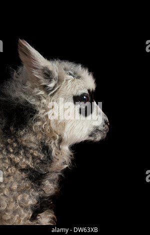 Baby Lamm Porträt, Chaffin Farmen, California Stockfoto