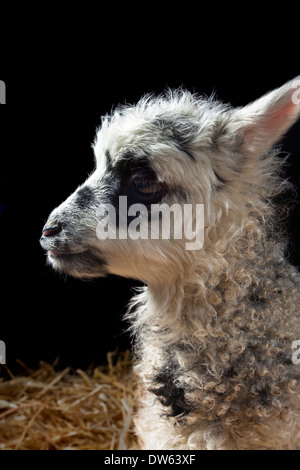 Baby Lamm Porträt, Chaffin Farmen, California Stockfoto