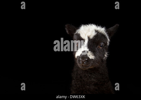 Baby Lamm Porträt, Chaffin Farmen, California Stockfoto