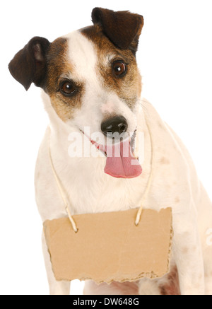 Hund mit einer Botschaft - jack Russel Terrier mit einem leeren Schild um den Hals Stockfoto