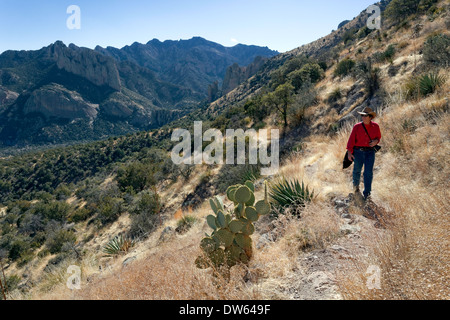 Wandern in den Bergen der Chiricahua, Portal, Arizona Stockfoto