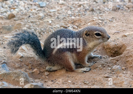 Harris Antilope Grundeichhörnchen (Ammospermophilus Harrisii), Arizona Stockfoto