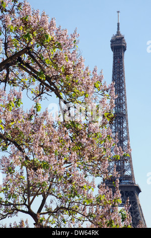 Der Eiffelturm und spring blossom Stockfoto