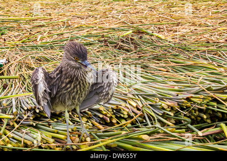 Gekerbten Reiher Butorides Striata, Titicacasee, Peru Stockfoto
