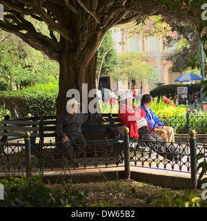 Ältere Männer sitzen auf Bänken unter einem großen Baum in den Parque Calderon in der Stadt Cuenca in Ecuador Stockfoto