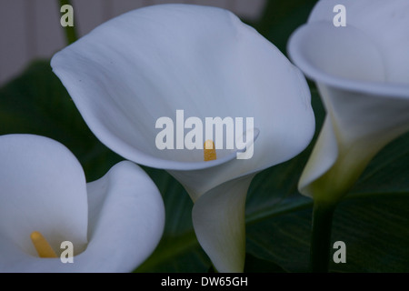 Calla-Lilien wachsen wild. Stockfoto