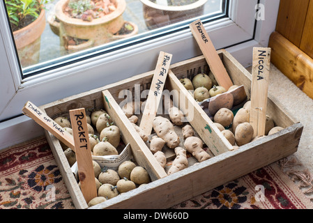 Pflanzkartoffeln in Kartoffeln Schale Lounge französische Fenster. Stockfoto