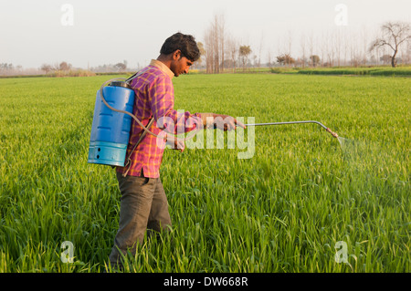 1 indische Bauern spritzen ein Weizenfeld mit Pestizid Stockfoto