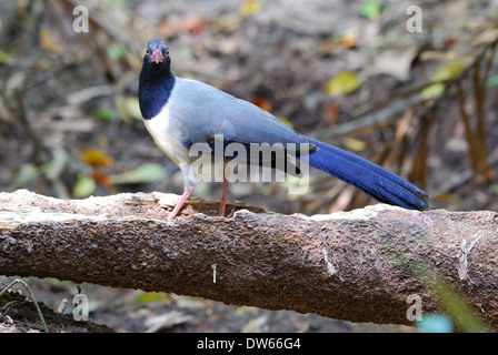 schöne Korallen-billed Boden-Kuckuck (Carpococcyx Renauldi) in Thailand Stockfoto