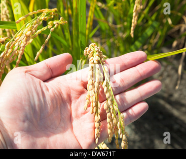 Landwirt Hand bereit, Reife rice.harvest Saison zu empfangen Stockfoto