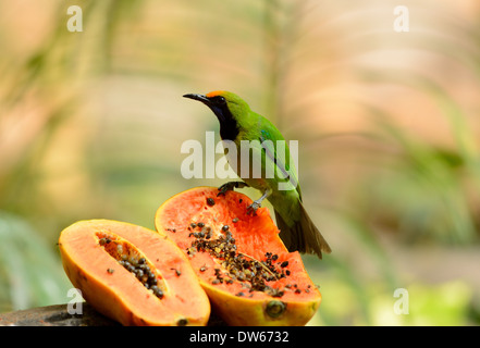 schöne männliche Golden-fronted Leafbird (Chloropsis Aurifrons) in Thailand Stockfoto