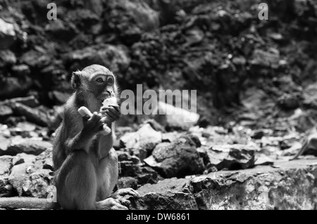 Höhle Affen in den Batu-Höhlen in Kuala Lumpur. Stockfoto