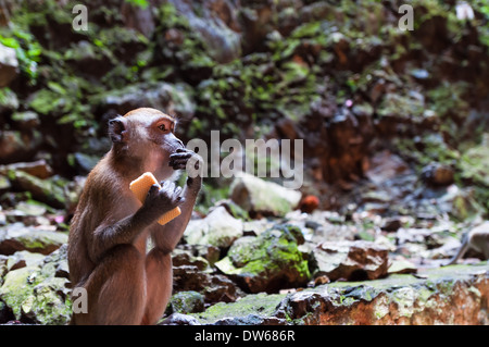 Höhle Affen in den Batu-Höhlen in Kuala Lumpur. Stockfoto