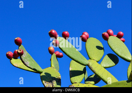 Opuntia mit reifen Früchten Stockfoto