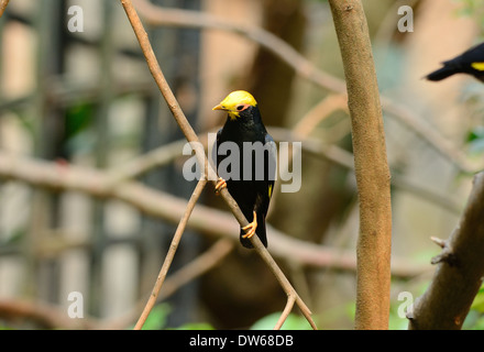 schöne männliche Golden-crested Myna (Ampeliceps Coronatus) in Thai Wald Stockfoto