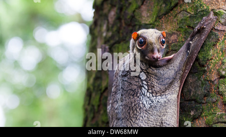 Ein Sunda fliegen Lemur (Galeopterus Variegatus) klammert sich an einen Baum in den Regenwäldern Südostasiens. Stockfoto