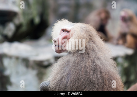 Hamadryas Paviane im Zoo von Singapur. Stockfoto