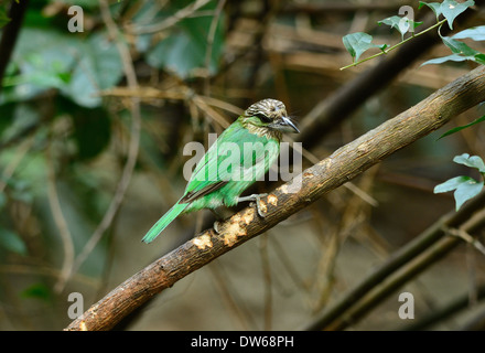 schöne grün-Schmuckschildkröte Barbet (Mgalaima Faiostrica) in fruchttragenden Baum Stockfoto