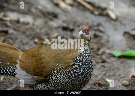 schönen weiblichen Silber Fasan (Lophura Nycthemera) inThai Wald Stockfoto