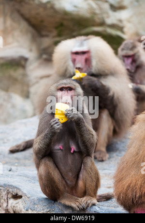 Hamadryas Paviane im Zoo von Singapur. Stockfoto