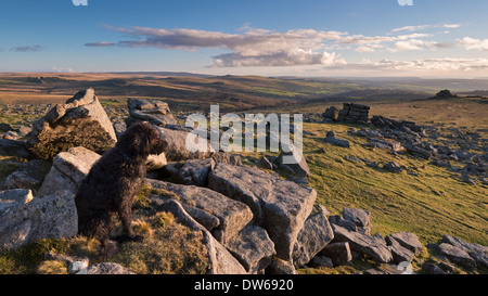 Black Dog (Labradoodle) sitzen auf großen Grundnahrungsmittel Tor, Dartmoor, Devon, England. Winter (Januar) 2014. Stockfoto