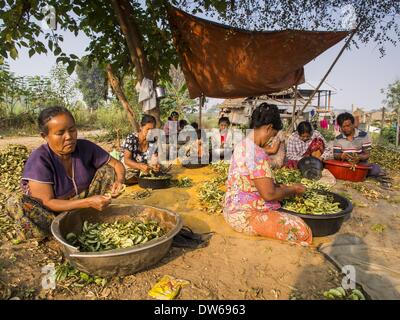 1. März 2014 - Mae Sot, Tak, Thailand - birmanischen Frauen Shell Bohnen in ihrer Gemeinde in den Wald nördlich von Mae Sot. Mae Sot, hat an der Grenze von Thai-Myanmer (Burma), eine sehr große Population von burmesischen Migranten. Einige sind Flüchtlinge ausgeschiedenen Myanmar um Unruhen und politische Verfolgung zu entkommen, andere "Wirtschaftsflüchtlinge", die nach Thailand kam auf der Suche nach Arbeit und besseren Möglichkeiten. (Bild Kredit: Jack Kurtz/ZUMAPRESS.com ©) Stockfoto