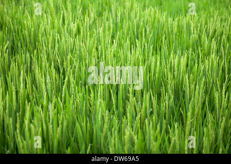 Blühende Reis Feld schließen sich Stockfoto