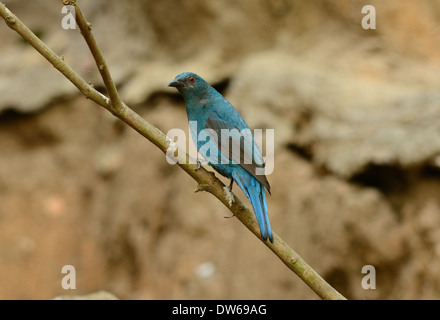 schöne weibliche asiatische Märchen Bluebird (Irena Puella) ruhen im Zweig Stockfoto