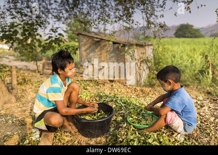 1. März 2014 - Mae Sot, Tak, Thailand - Burma Kinder Shell Bohnen in ihrer Gemeinde in den Wald nördlich von Mae Sot. Mae Sot, hat an der Grenze von Thai-Myanmer (Burma), eine sehr große Population von burmesischen Migranten. Einige sind Flüchtlinge ausgeschiedenen Myanmar um Unruhen und politische Verfolgung zu entkommen, andere "Wirtschaftsflüchtlinge", die nach Thailand kam auf der Suche nach Arbeit und besseren Möglichkeiten. (Bild Kredit: Jack Kurtz/ZUMAPRESS.com ©) Stockfoto